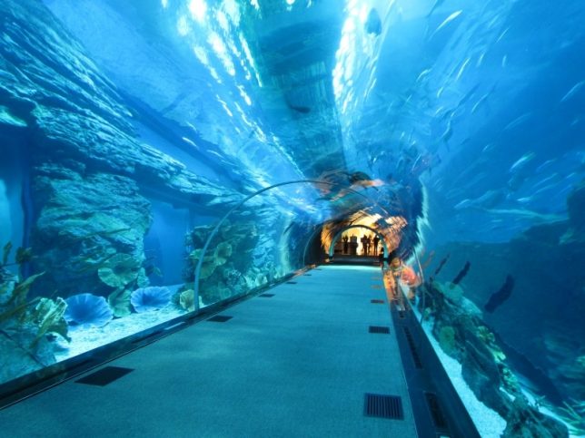 Underwater World и о предназначении